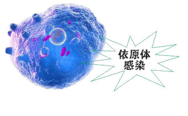 怎么不知不觉就感染了沙眼依原体呢？